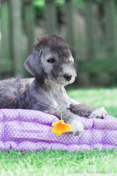 2014-07-03 Cherry-6988.jpg